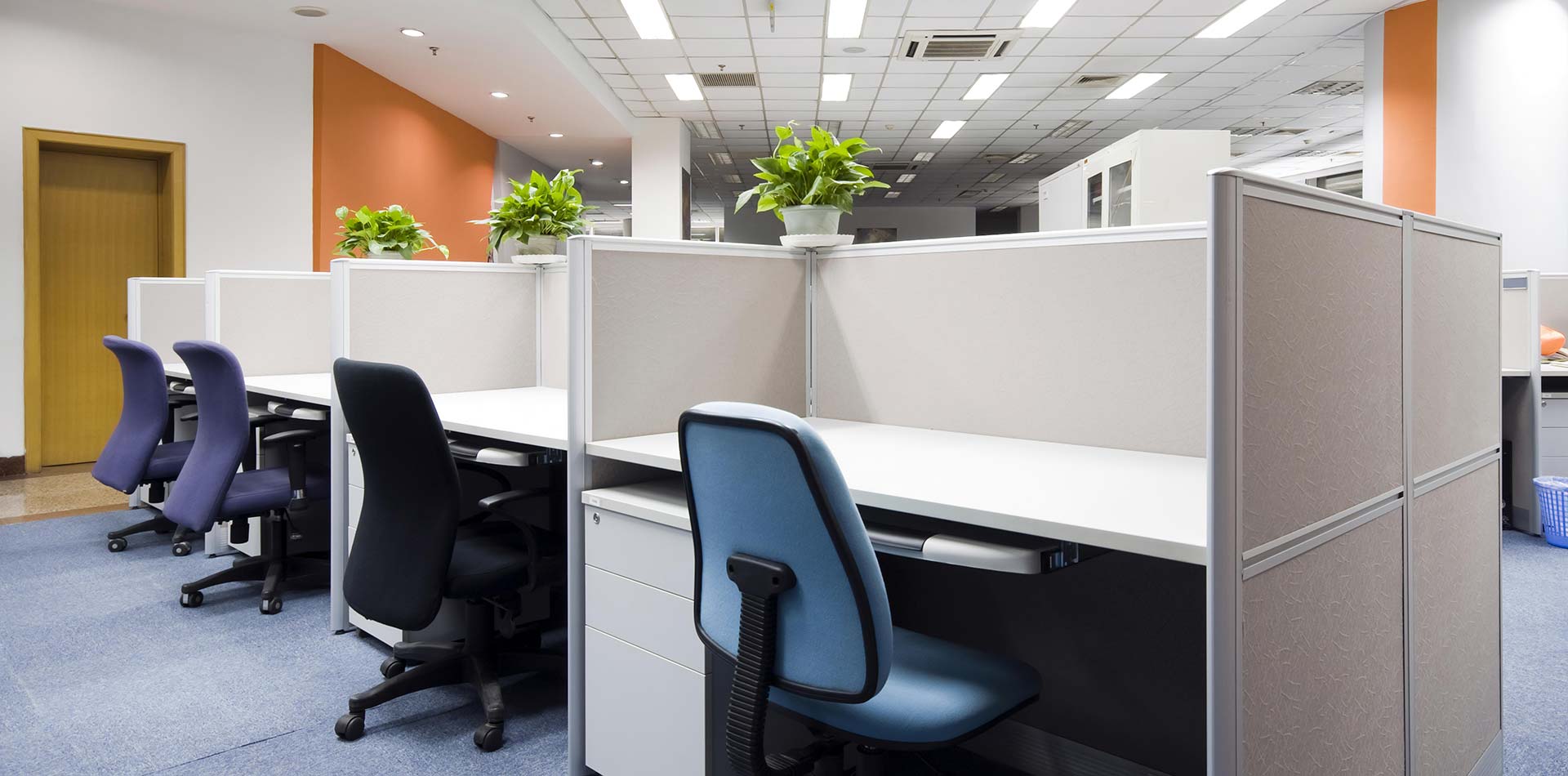 Office cubicles with chairs and a plant, safeguarded from pests by ELEET