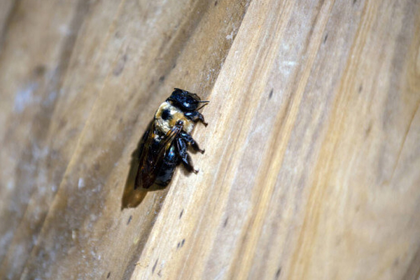 A close-up of a bee in a garden serviced by ELEET Pest Elimination