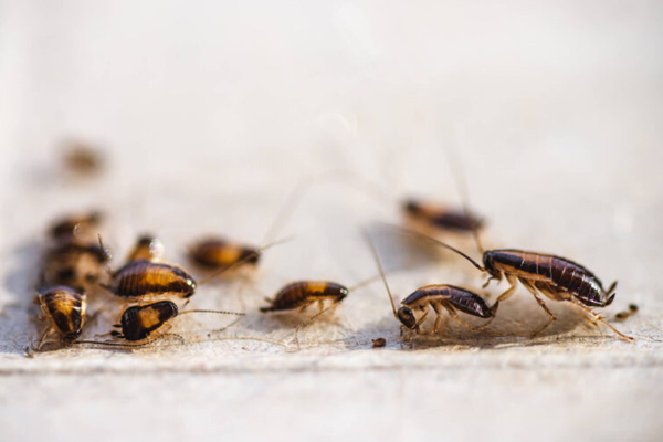 A group of bugs on a surface, eradicated by ELEET's pest control methods