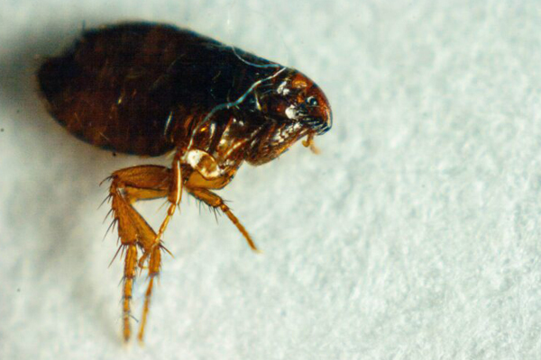 Close-up of a flea found in a home in Plainfield