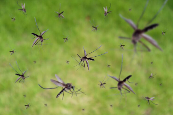 A group of mosquitoes flying in an outdoor event space protected by ELEET