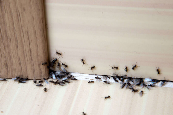 A group of black ants on the floor in a Schaumburg residence
