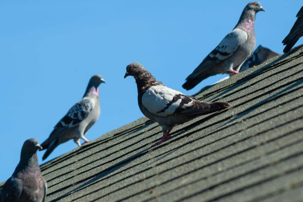 A group of pigeons on a roof in Schaumburg