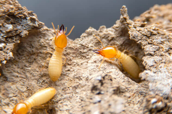 A group of termites on a rock, controlled by ELEET's termite services