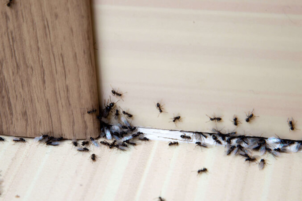 A group of ants on the floor in a residential property in Des Plaines