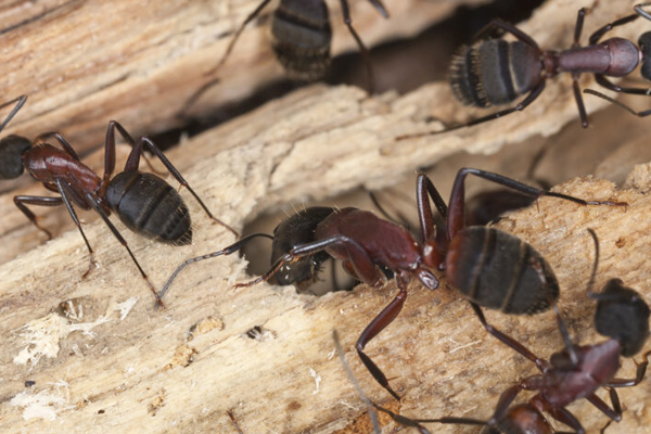 A group of ants on a piece of wood in Arlington Heights