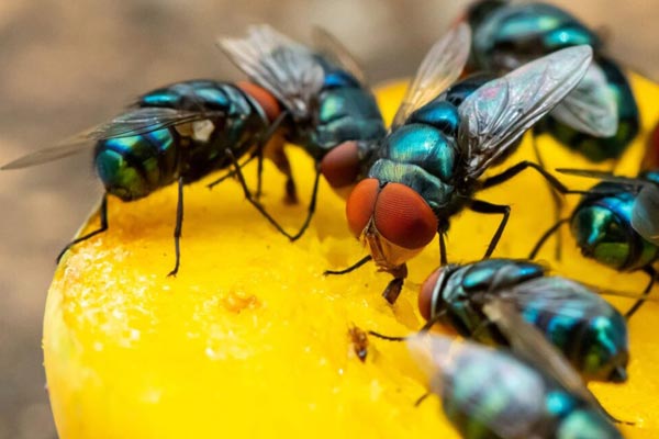 A group of flies on a piece of fruit in a kitchen in Naperville