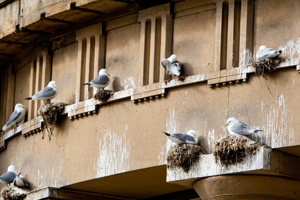 Birds sitting on a ledge of a building in Schaumburg, protected by ELEET's bird removal