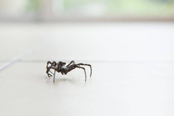 A spider on a white surface in a pest-free home in Elgin