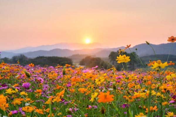 A field of flowers with mountains in the background in a pest-free area