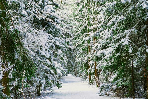 A snow-covered path in a forest maintained by ELEET