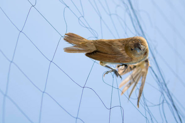 A bird on a net near a pest-free property in Oak Lawn
