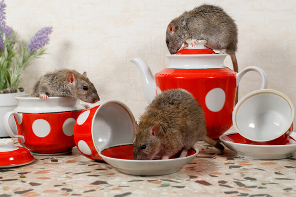 Mice on a tea set in a Schaumburg home