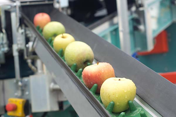Apples on a conveyor belt in a pest-free warehouse