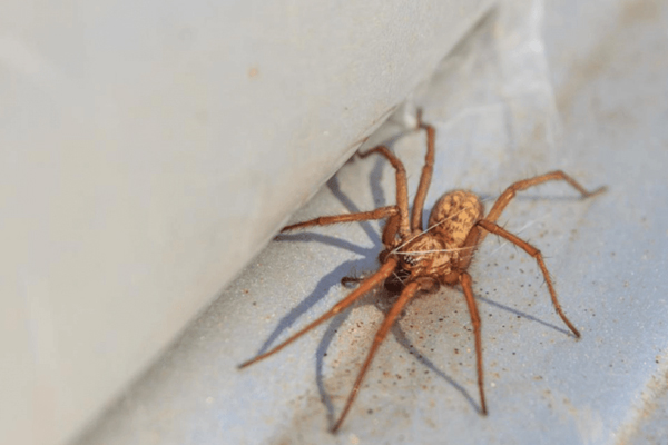 A close-up of a spider in a pest-free home in Aurora