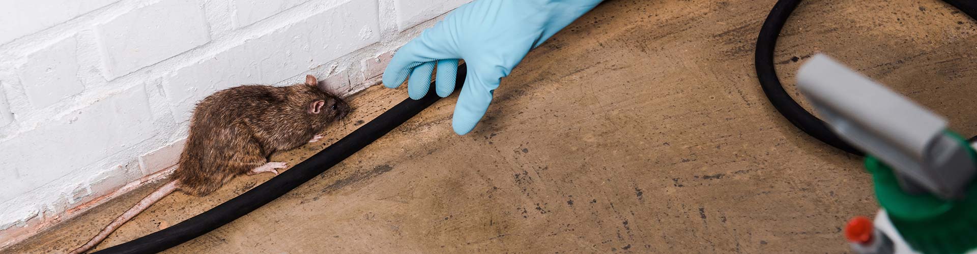 A hand in a glove reaching for a rat in a pest-free home in Schaumburg