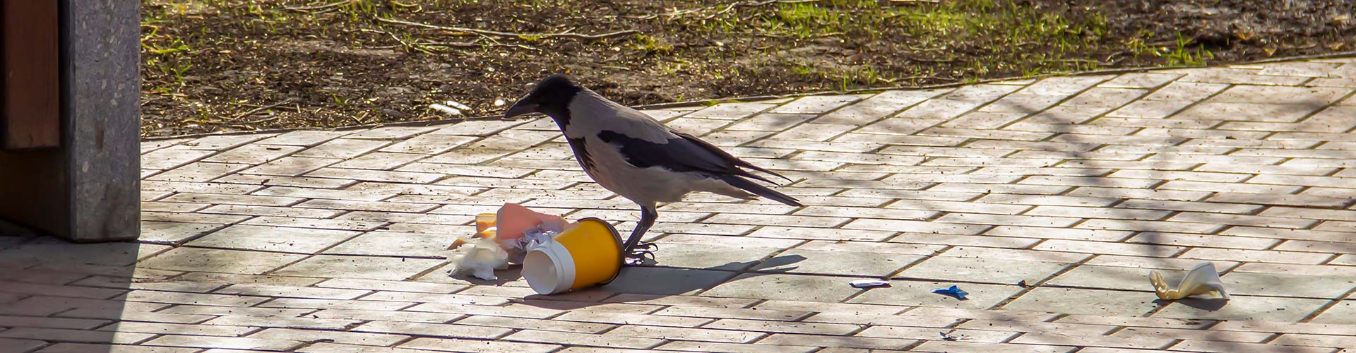 A bird standing on a broken cup in a yard protected by ELEET's bird removal