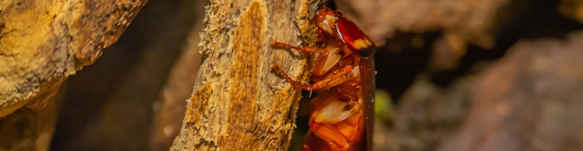 A bug on a piece of wood in a pest-free property