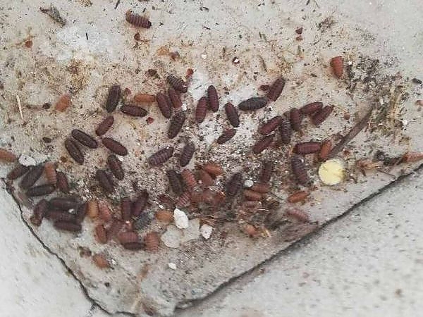 A group of bugs on the ground in a pest-free property