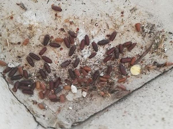 A group of bugs on a concrete surface in an industrial area