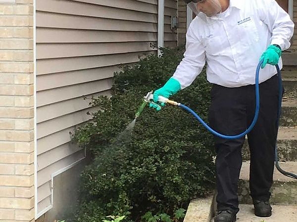 A person spraying plants with a hose in a pest-free garden in Naperville