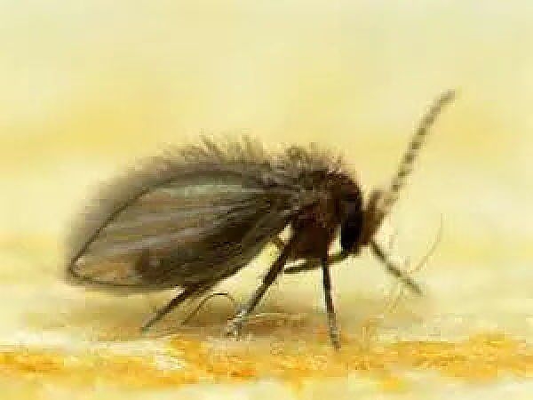 A close-up of a bug in a pest-free home in Aurora
