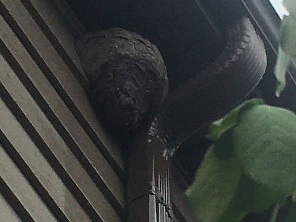 A close up of a house serviced by ELEET Pest Elimination