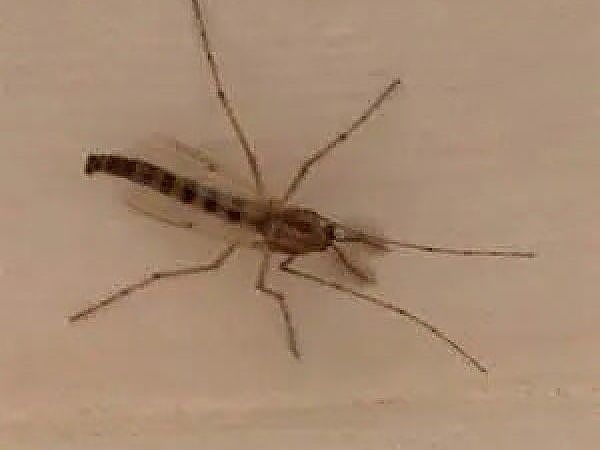 A close up of a bug in a pest-free home in Plainfield