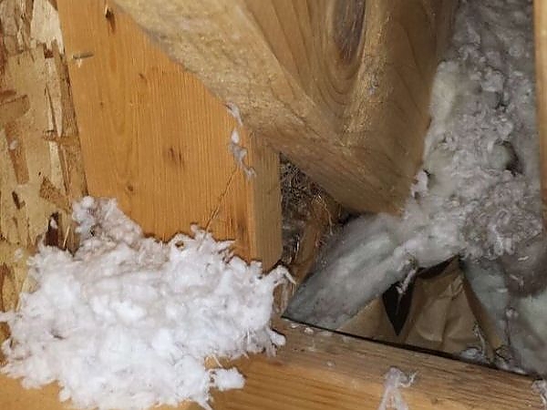 A pile of white feathers on a wooden beam in a pest-free barn