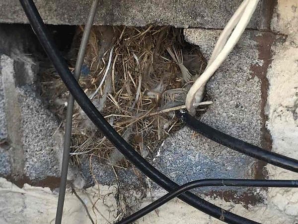 A nest with straw and grass in a hole in a brick wall in a pest-free building