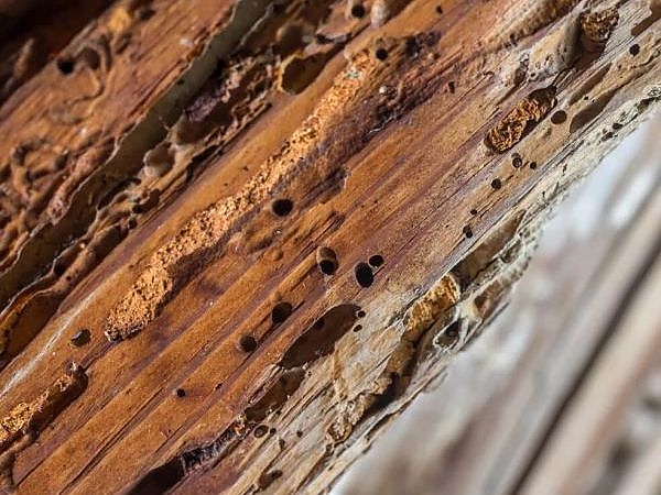 A piece of wood with holes, inspected for termites