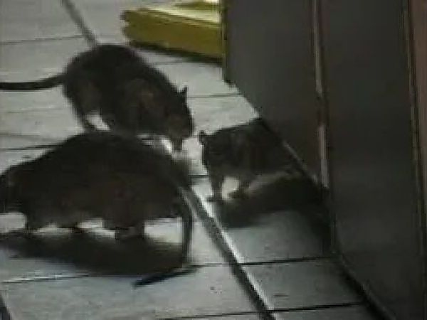 A group of rats on the floor in a pest-free home in Schaumburg