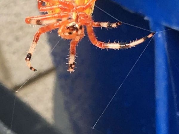 A close up of a spider in a pest-free home in Naperville