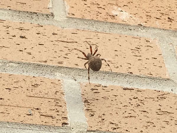 A spider on a brick wall in a pest-free building