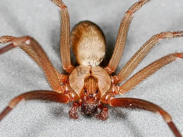 A close up of a spider in a pest-free garden