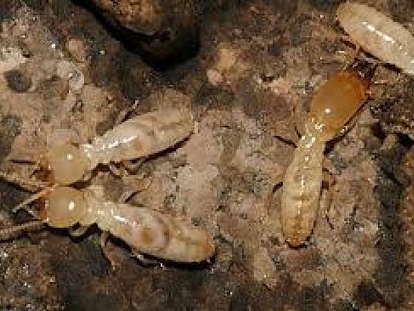 A group of white ants on a wooden surface in Elgin