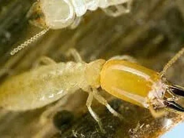 Close-up of a termite in a pest-free home in Schaumburg