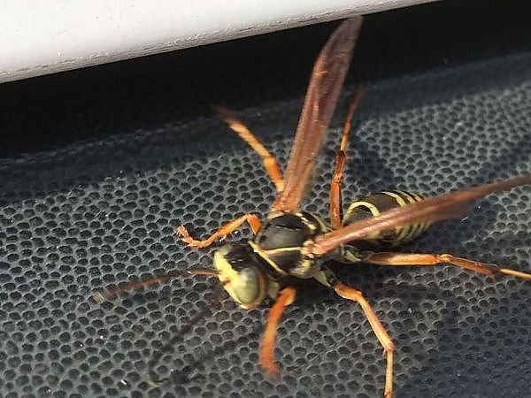 A close up of a wasp in a pest-free yard in Schaumburg