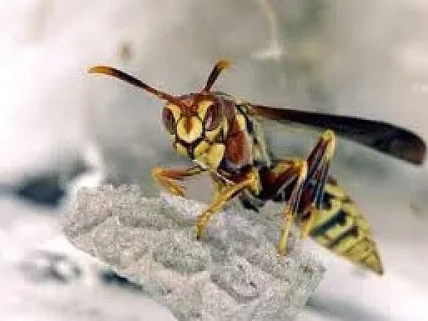 A close up of a wasp in a pest-free property